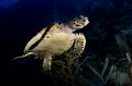 Cayman Brac 2010-16